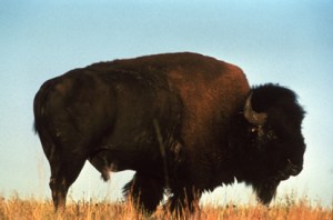 buffALO